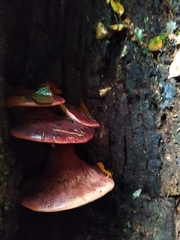 Fistulina hepatica