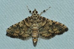 Nacoleia