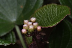 Tigridiopalma magnifica