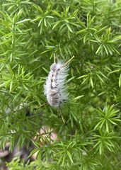 Dasychira meridionalis
