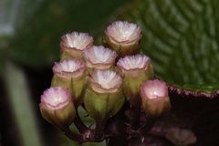 Tigridiopalma magnifica