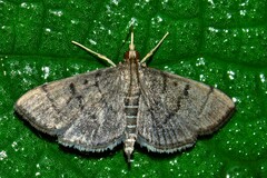 Omiodes tristrialis