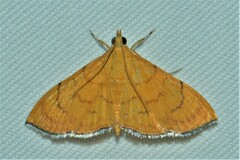 Hyalobathra illectalis