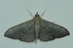 Poliobotys ablactalis