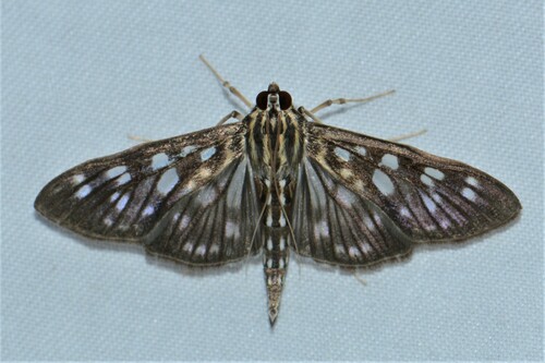 Pygospila costiflexalis Guenée, 1854