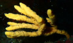 Axinella verrucosa
