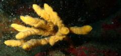 Axinella verrucosa
