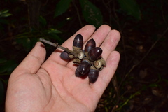 Lithocarpus glaber