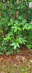Brachychiton