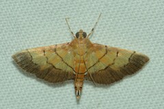 Syngamia