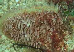 Pinna nobilis