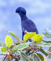 Cephalopterus penduliger
