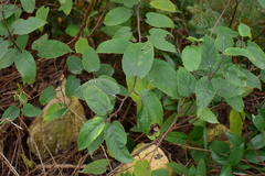 Broussonetia kaempferi