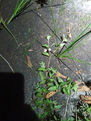 Sipanea pratensis pratensis