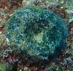 Codium bursa