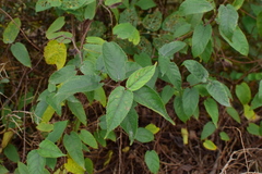 Broussonetia kaempferi