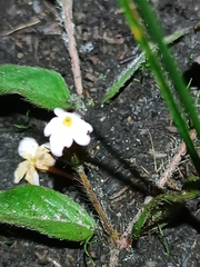 Sipanea pratensis pratensis