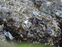Metopograpsus frontalis