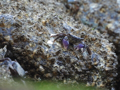 Metopograpsus frontalis