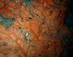 Spirastrella cunctatrix