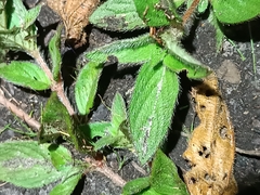 Sipanea pratensis pratensis