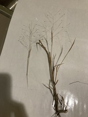 Panicum philadelphicum