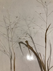 Panicum philadelphicum