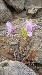 Alstroemeria violacea