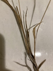 Panicum philadelphicum