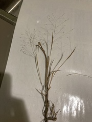 Panicum philadelphicum