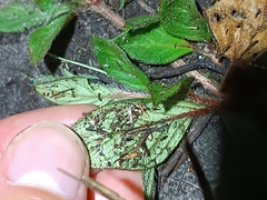 Sipanea pratensis pratensis