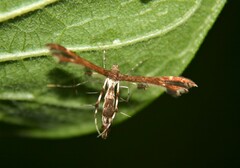 Geina tenuidactylus