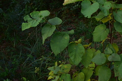 Alangium kurzii