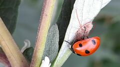Dinocampus coccinellae