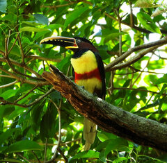 Pteroglossus castanotis