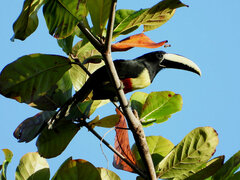 Pteroglossus aracari