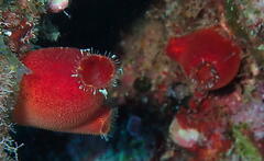 Halocynthia papillosa