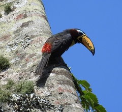 Pteroglossus inscriptus