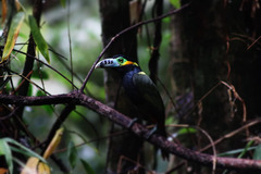 Selenidera maculirostris