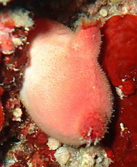 Halocynthia papillosa