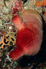 Halocynthia papillosa