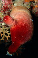 Halocynthia papillosa