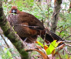 Ortalis squamata
