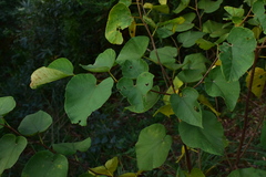 Alangium kurzii