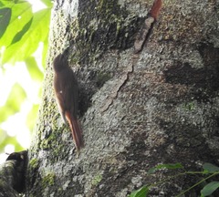 Glyphorynchus spirurus