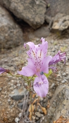 Alstroemeria violacea