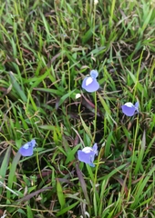 Utricularia arcuata
