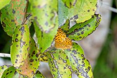 Phalanta phalantha phalantha