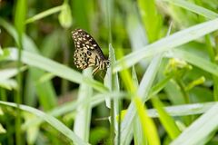 Papilio demoleus malayanus