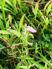 Drosera indica